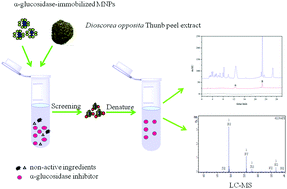 Graphical abstract: Rapid identification of α-glucosidase inhibitors from Dioscorea opposita Thunb peel extract by enzyme functionalized Fe3O4 magnetic nanoparticles coupled with HPLC-MS/MS