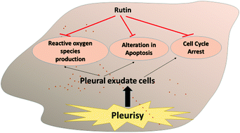 Graphical abstract: Modulation of reactive oxygen species production, apoptosis and cell cycle in pleural exudate cells of carrageenan-induced acute inflammation in rats by rutin