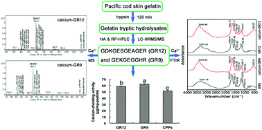 Graphical abstract: Isolation and identification of calcium-chelating peptides from Pacific cod skin gelatin and their binding properties with calcium