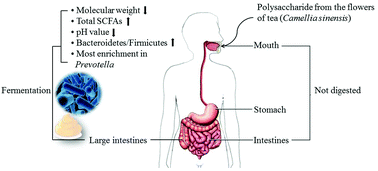 Graphical abstract: Digestion under saliva, simulated gastric and small intestinal conditions and fermentation in vitro of polysaccharides from the flowers of Camellia sinensis induced by human gut microbiota