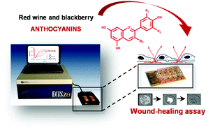 Graphical abstract: The effect of anthocyanins from red wine and blackberry on the integrity of a keratinocyte model using ECIS