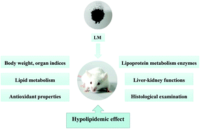 Graphical abstract: Hypolipidemic effect and protection ability of liver-kidney functions of melanin from Lachnum YM226 in high-fat diet fed mice