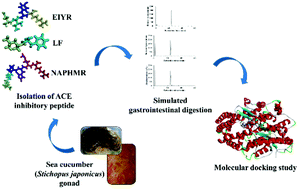 Graphical abstract: Production, optimisation and characterisation of angiotensin converting enzyme inhibitory peptides from sea cucumber (Stichopus japonicus) gonad