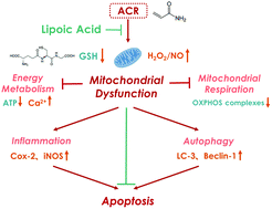 Graphical abstract: Protective effects of lipoic acid against acrylamide-induced neurotoxicity: involvement of mitochondrial energy metabolism and autophagy
