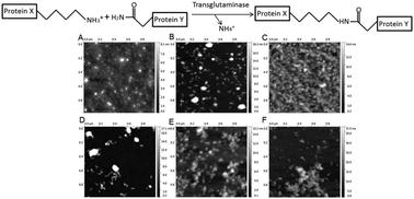 Graphical abstract: Isoenergic modification of whey protein structure by denaturation and crosslinking using transglutaminase