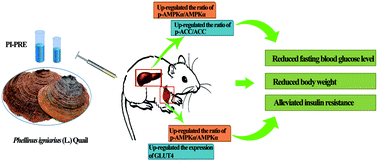 Graphical abstract: Anti-diabetic activity of a polyphenol-rich extract from Phellinus igniarius in KK-Ay mice with spontaneous type 2 diabetes mellitus