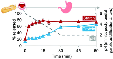 Graphical abstract: The important role of salivary α-amylase in the gastric digestion of wheat bread starch