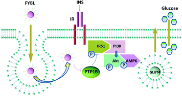 Graphical abstract: A novel PTP1B inhibitor extracted from Ganoderma lucidum ameliorates insulin resistance by regulating IRS1-GLUT4 cascades in the insulin signaling pathway