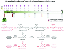 Graphical abstract: Bioavailability of hydroxycinnamates in an instant green/roasted coffee blend in humans. Identification of novel colonic metabolites