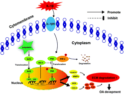 Graphical abstract: Polydatin inhibits the IL-1β-induced inflammatory response in human osteoarthritic chondrocytes by activating the Nrf2 signaling pathway and ameliorates murine osteoarthritis