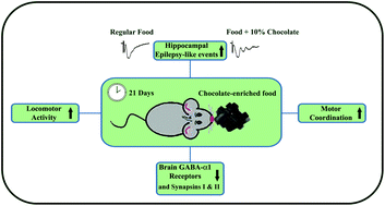 Graphical abstract: Sustained consumption of cocoa-based dark chocolate enhances seizure-like events in the mouse hippocampus