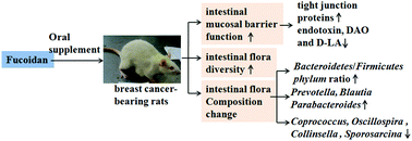 Graphical abstract: The effect of fucoidan on intestinal flora and intestinal barrier function in rats with breast cancer