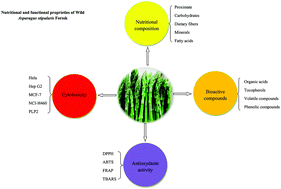 Graphical abstract: Revalorization of wild Asparagus stipularis Forssk. as a traditional vegetable with nutritional and functional properties