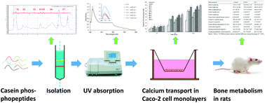 Graphical abstract: Bioactive peptide isolated from casein phosphopeptides promotes calcium uptake in vitro and in vivo