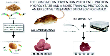 Graphical abstract: Effects of a combined intervention with a lentil protein hydrolysate and a mixed training protocol on the lipid metabolism and hepatic markers of NAFLD in Zucker rats