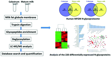 Graphical abstract: Quantitative N-glycoproteomics of milk fat globule membrane in human colostrum and mature milk reveals changes in protein glycosylation during lactation