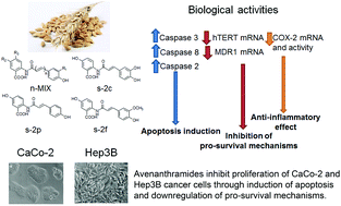 Graphical abstract: Natural and synthetic avenanthramides activate caspases 2, 8, 3 and downregulate hTERT, MDR1 and COX-2 genes in CaCo-2 and Hep3B cancer cells