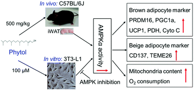 Graphical abstract: Phytol stimulates the browning of white adipocytes through the activation of AMP-activated protein kinase (AMPK) α in mice fed high-fat diet