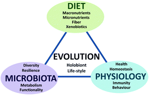 Graphical abstract: Diet and microbiota linked in health and disease