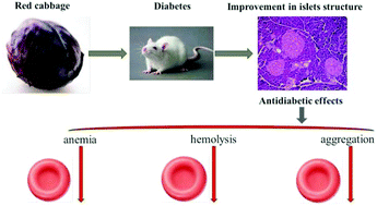 Graphical abstract: Antidiabetic effects and erythrocyte stabilization by red cabbage extract in streptozotocin-treated rats