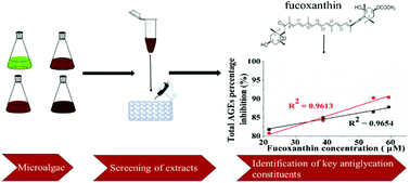 Graphical abstract: Screening and identification of inhibitors of advanced glycation endproduct formation from microalgal extracts