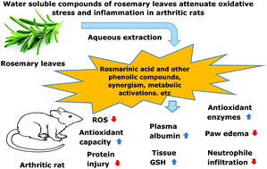 Graphical abstract: Water soluble compounds of Rosmarinus officinalis L. improve the oxidative and inflammatory states of rats with adjuvant-induced arthritis