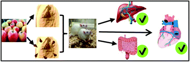 Graphical abstract: Apple pomace improves gut health in Fisher rats independent of seed content