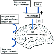 Graphical abstract: Effects of nutritional state, aging and high chronic intake of sucrose on brain protein synthesis in rats: modulation of it by rutin and other micronutrients
