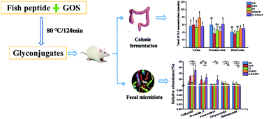 Graphical abstract: Modifications in gut microbiota and fermentation metabolites in the hindgut of rats after the consumption of galactooligosaccharide glycated with a fish peptide
