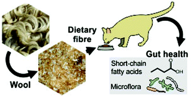 Graphical abstract: The effects of a wool hydrolysate on short-chain fatty acid production and fecal microbial composition in the domestic cat (Felis catus)