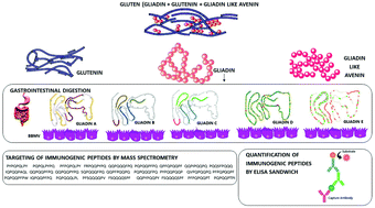 Graphical abstract: Identification and characterization of proteolytically resistant gluten-derived peptides