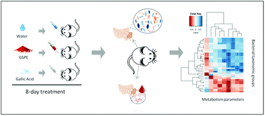 Graphical abstract: Grape seed proanthocyanidins influence gut microbiota and enteroendocrine secretions in female rats