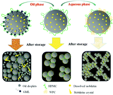 Graphical abstract: Tailoring of structured hydroxypropyl methylcellulose-stabilized emulsions for encapsulation of nobiletin: modification of the oil and aqueous phases