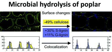 Graphical abstract: Cellulose and lignin colocalization at the plant cell wall surface limits microbial hydrolysis of Populus biomass