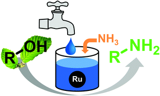 Graphical abstract: Is water a suitable solvent for the catalytic amination of alcohols?