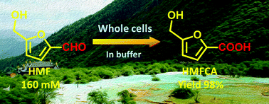 Graphical abstract: Whole-cell biocatalytic selective oxidation of 5-hydroxymethylfurfural to 5-hydroxymethyl-2-furancarboxylic acid