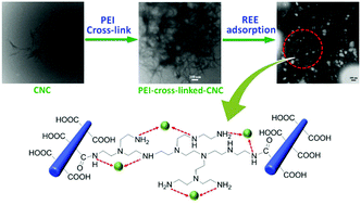 Graphical abstract: Polyethylenimine-cross-linked cellulose nanocrystals for highly efficient recovery of rare earth elements from water and a mechanism study