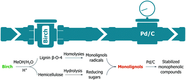 Graphical abstract: Lignin depolymerization to monophenolic compounds in a flow-through system