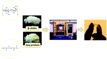 Graphical abstract: Versatile soy protein films and hydrogels by the incorporation of β-chitin from squid pens (Loligo sp.)