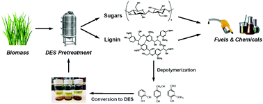 Graphical abstract: Biomass pretreatment using deep eutectic solvents from lignin derived phenols