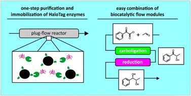 Graphical abstract: Closing the gap for efficient immobilization of biocatalysts in continuous processes: HaloTag™ fusion enzymes for a continuous enzymatic cascade towards a vicinal chiral diol