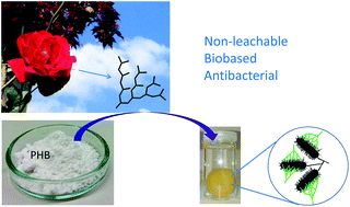 Graphical abstract: New biobased non-ionic hyperbranched polymers as environmentally friendly antibacterial additives for biopolymers