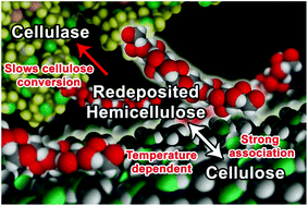 Graphical abstract: Cellulose–hemicellulose interactions at elevated temperatures increase cellulose recalcitrance to biological conversion