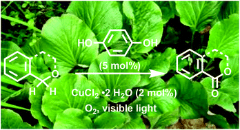 Graphical abstract: Visible light mediated oxidation of benzylic sp3 C–H bonds using catalytic 1,4-hydroquinone, or its biorenewable glucoside, arbutin, as a pre-oxidant