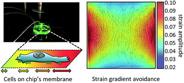 Graphical abstract: Cellular orientation is guided by strain gradients