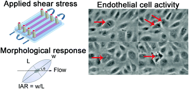 Graphical abstract: Real-time quantification of endothelial response to shear stress and vascular modulators
