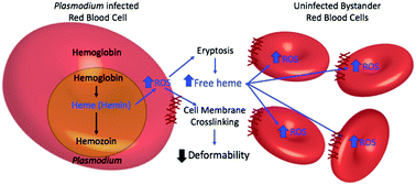Graphical abstract: Microfluidic analysis of red blood cell deformability as a means to assess hemin-induced oxidative stress resulting from Plasmodium falciparum intraerythrocytic parasitism