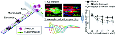 Graphical abstract: A co-culture microtunnel technique demonstrating a significant contribution of unmyelinated Schwann cells to the acceleration of axonal conduction in Schwann cell-regulated peripheral nerve development