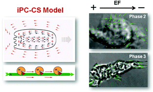Graphical abstract: A bioenergetic mechanism for amoeboid-like cell motility profiles tested in a microfluidic electrotaxis assay