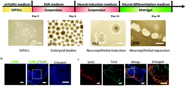 Graphical abstract: Probing impaired neurogenesis in human brain organoids exposed to alcohol